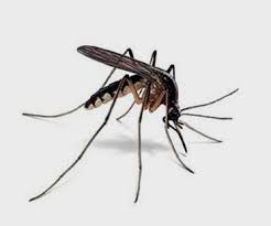 Mosquito Leishmania